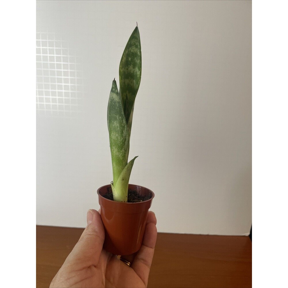Snake Plant Sansevieria trifasciata Green and white Live Plant rooted 7” - Picture 4 of 5